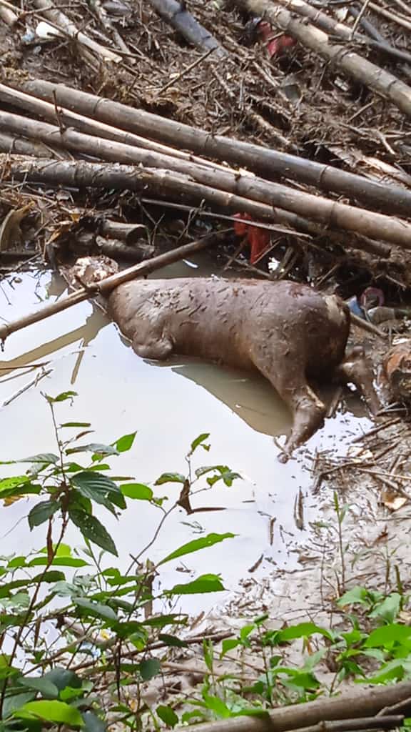 Bangkai Sapi Dibuang di Sungai Sampang Warga Resah