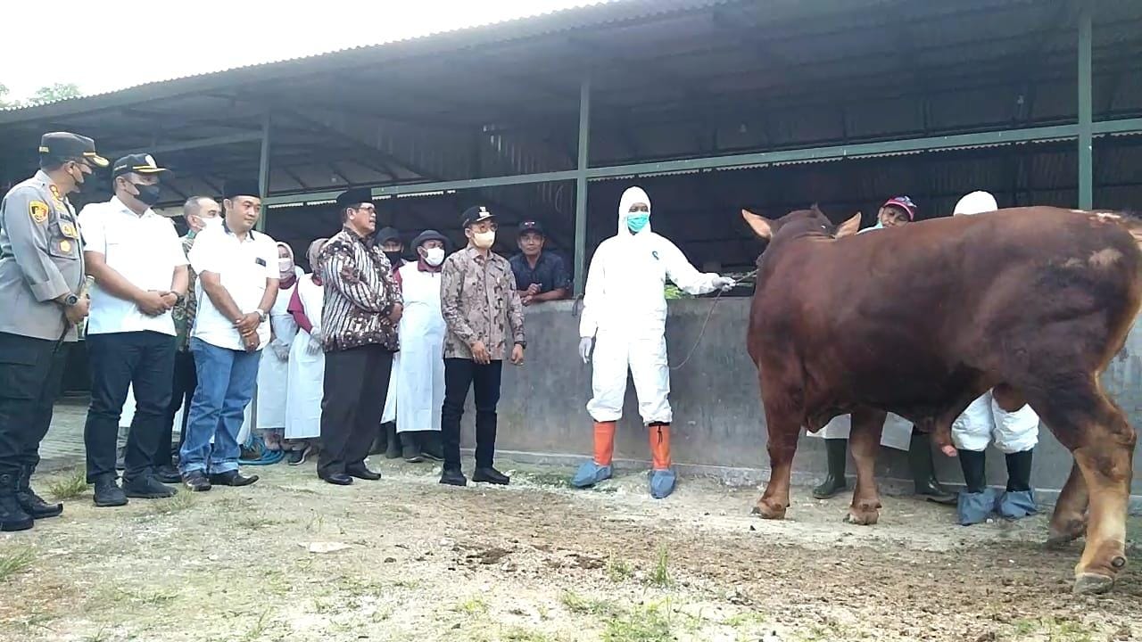 4.630 Sapi di Sampang Suspek PMK, 10 Ekor Dipotong Paksa