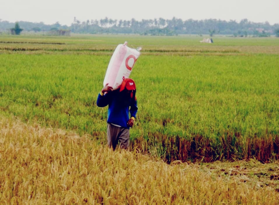 Irigasi Tersier Untuk Kembangkan Sektor Pertanian Di Pedesaan