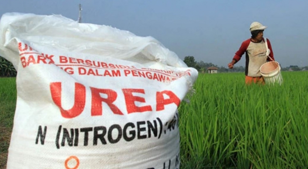 Pupuk ZA dan SP36 Tak Lagi Bersubsidi, Bagaimana Nasib Petani