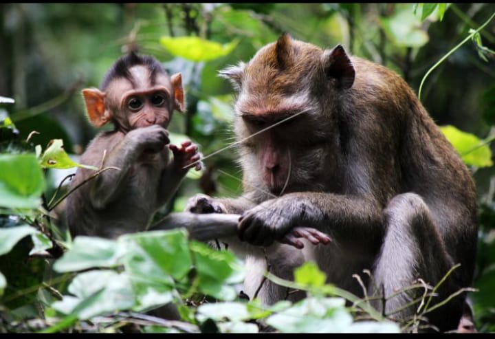 Habitat dan Populasi kera Endemik Di Sampang Mulai Terancam