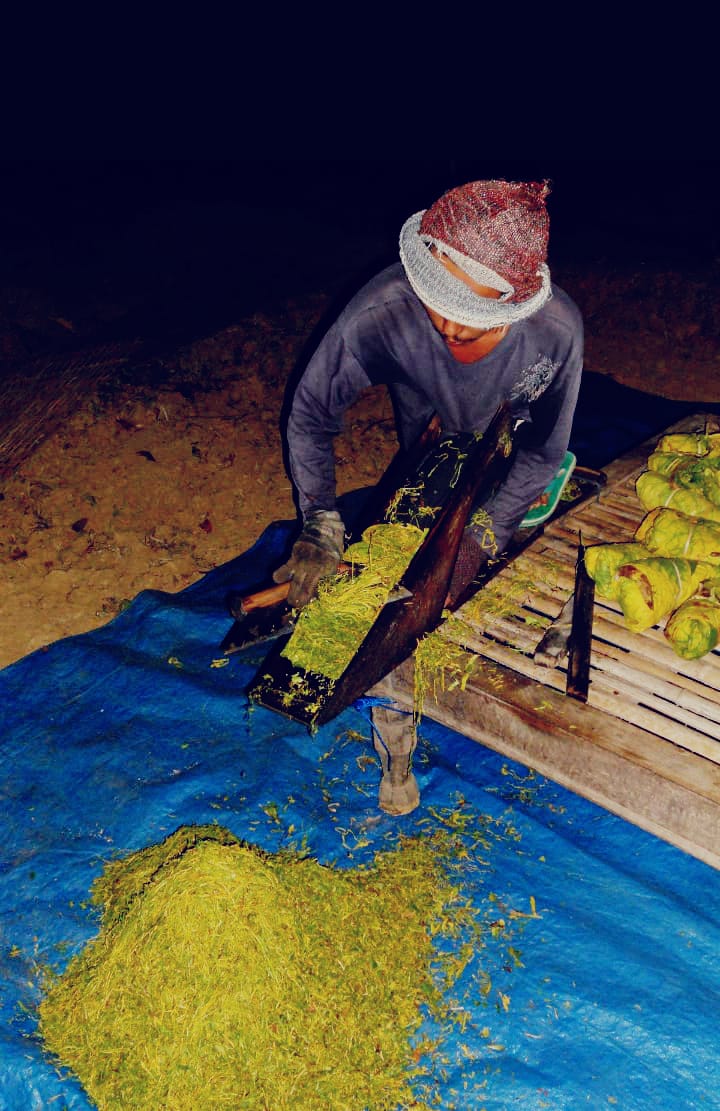 BBM Naik Daun Mas Tembakau Juga Melonjak Naik