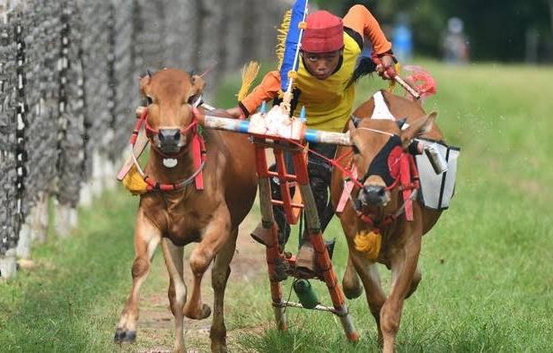 Sempat Vakum Karena Covid-19, Karapan Sapi Piala Presiden Akan Digelar Kembali Tahun ini