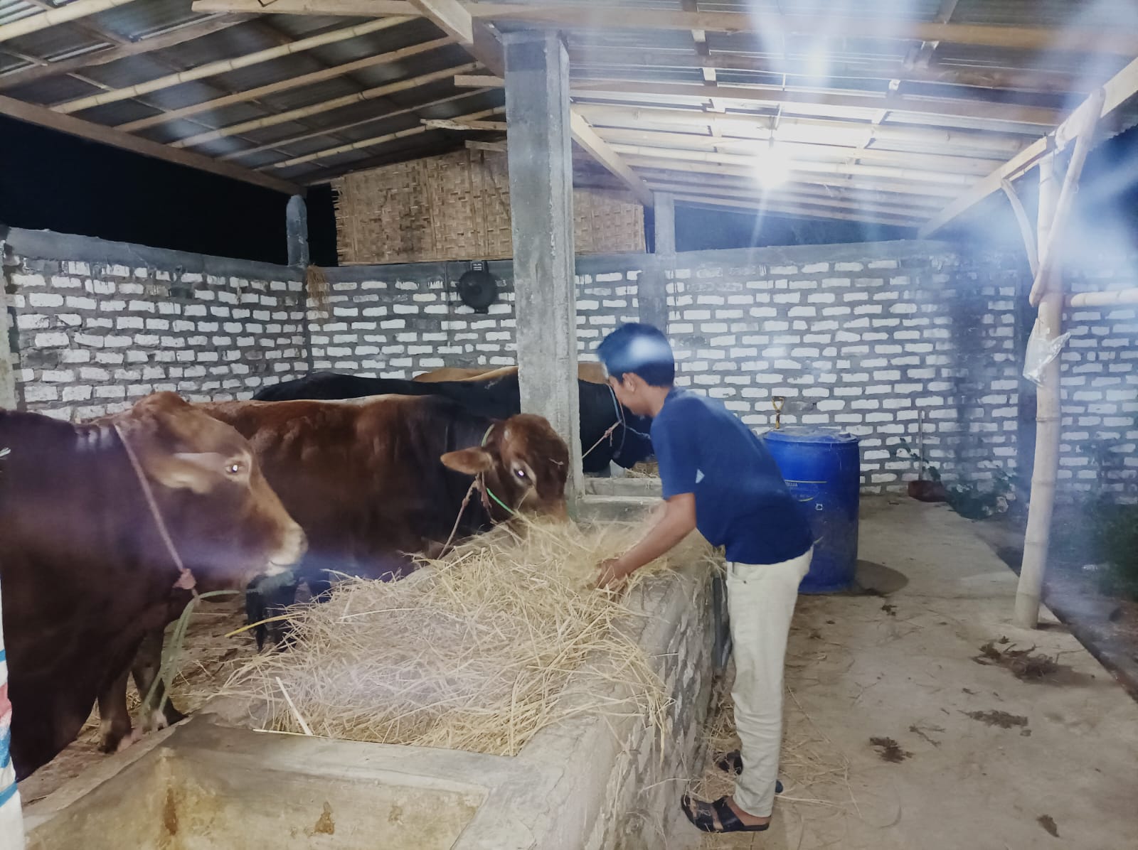 Mau Dapat Omzet Puluhan Juta dari Gemukin Sapi? Ini Rahasianya