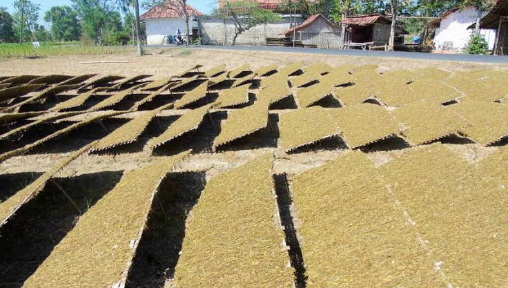 Petani Tembakau Pamekasan Tidak Berharap Banyak Pada Musim Panen Tahun Ini