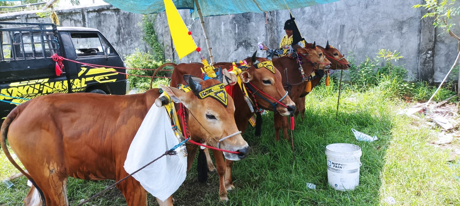 Tim Bojoku Nakal, Mulai Memanasi Sapi Kerapnya