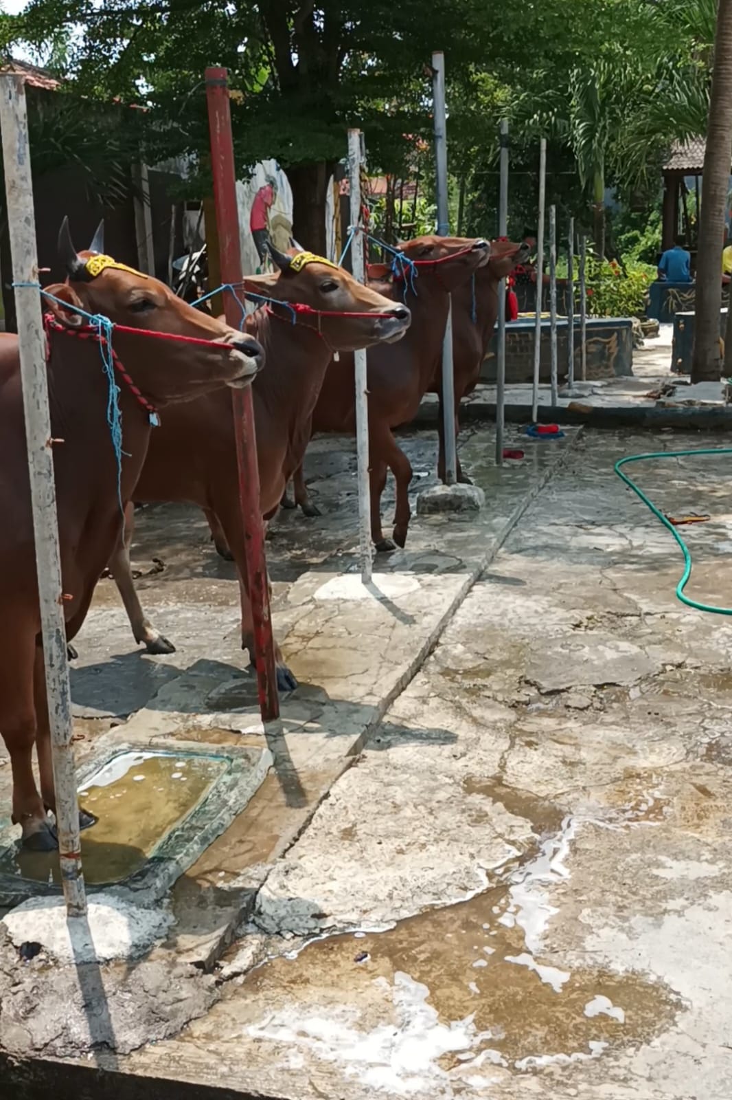 Rahasia Perawatan Sapi Karapan di Madura, jika Jadi Juara