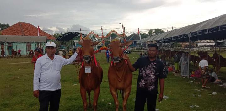 Kontes Kecantikan Sapi Sonok Penarik Minat Wisatawan Saat Berkunjung