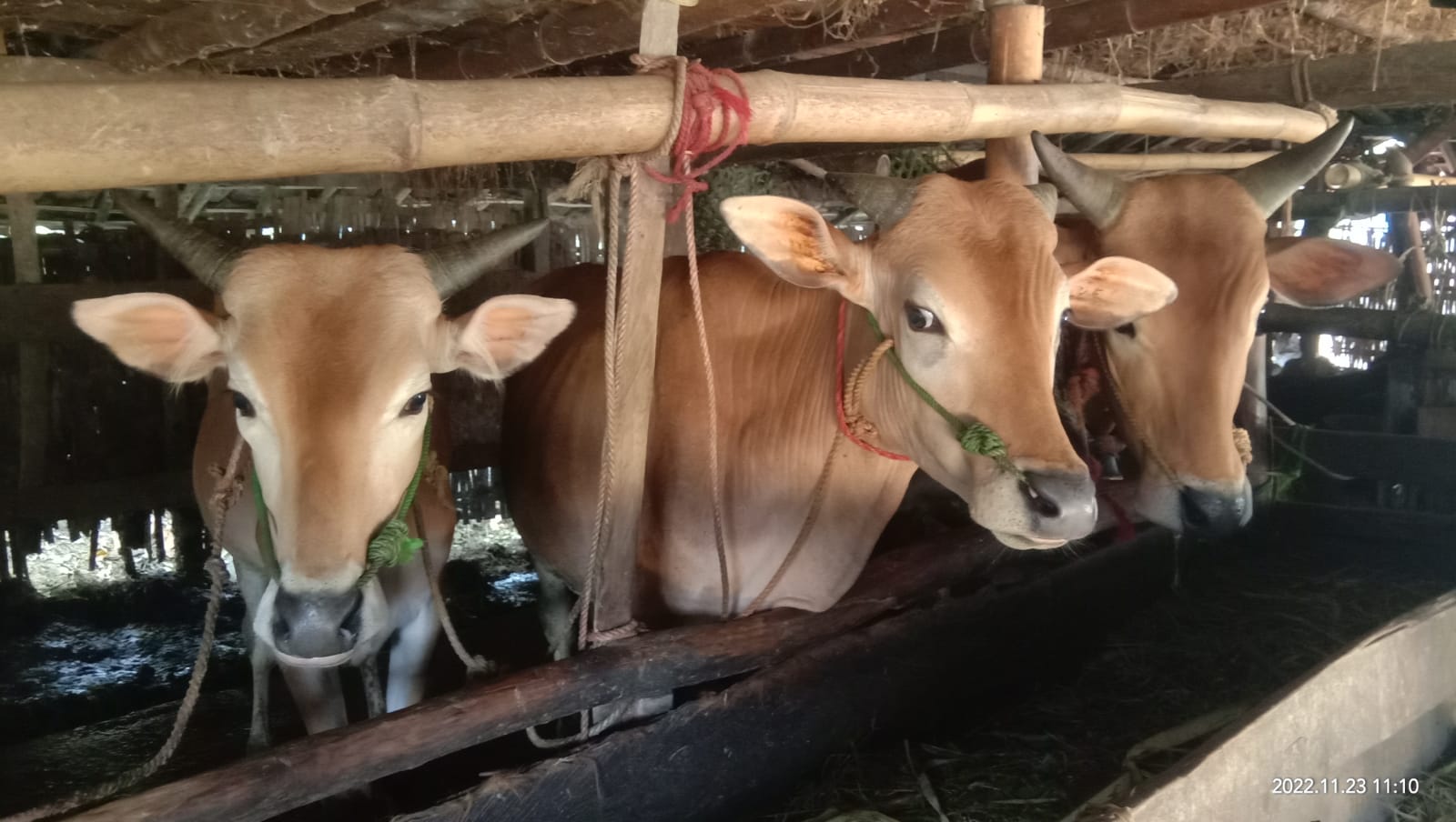 Pemkab Bangkalan Persulit Pedagang Sapi, Hingga Potensi Kerugian Sangat Besar