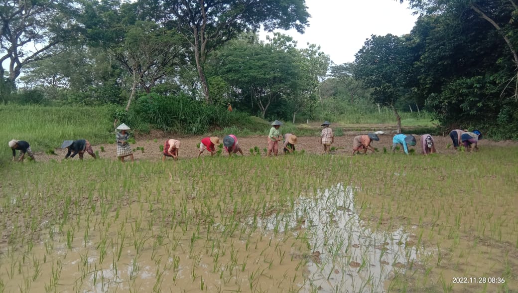 Bangkalan Krisis Pupuk Petani Terpaksa Mengadu Nasip