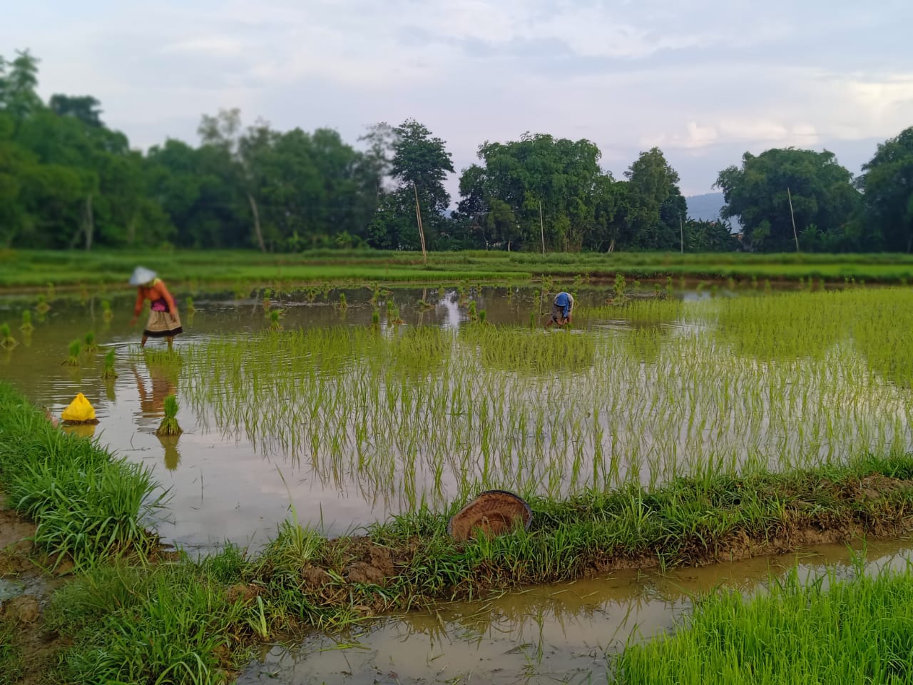Bantuan Bibit Tidak Turun, Penanaman Padi Sudah Rampung, Disperta KP Kelimpungan