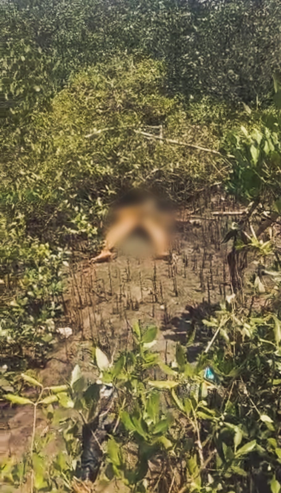 Warga Geger Temuan Mayat di Semak Pohon Bakau di Aengsareh Sampang