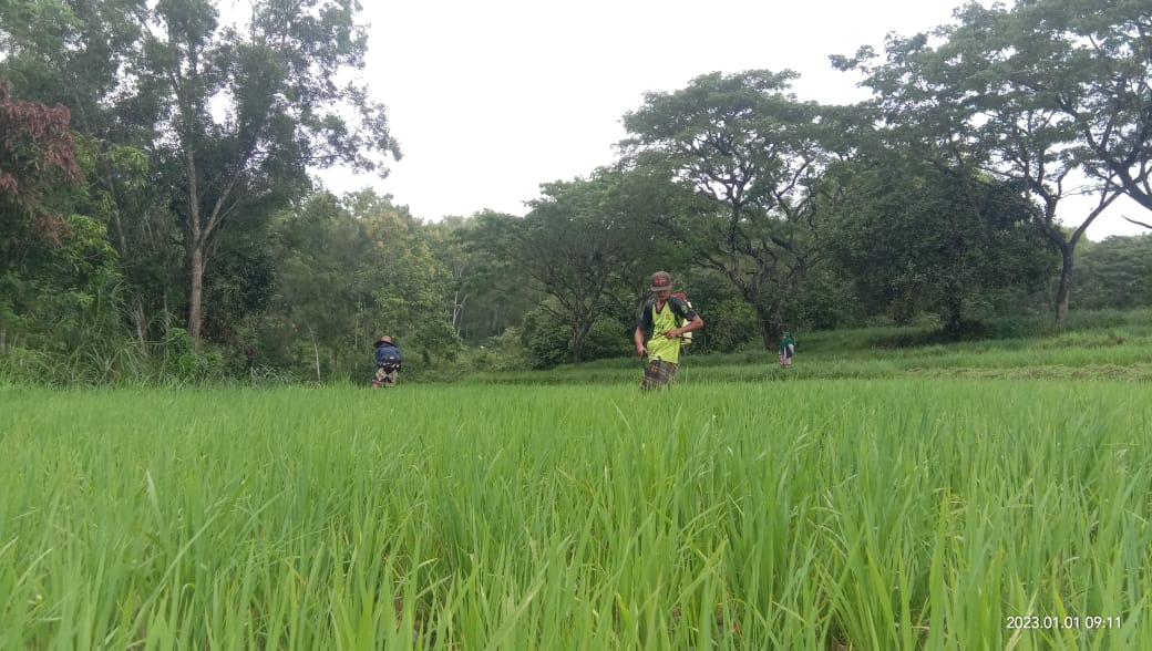 Serangan Hama Mulai Merambat Ke Tanaman Padi