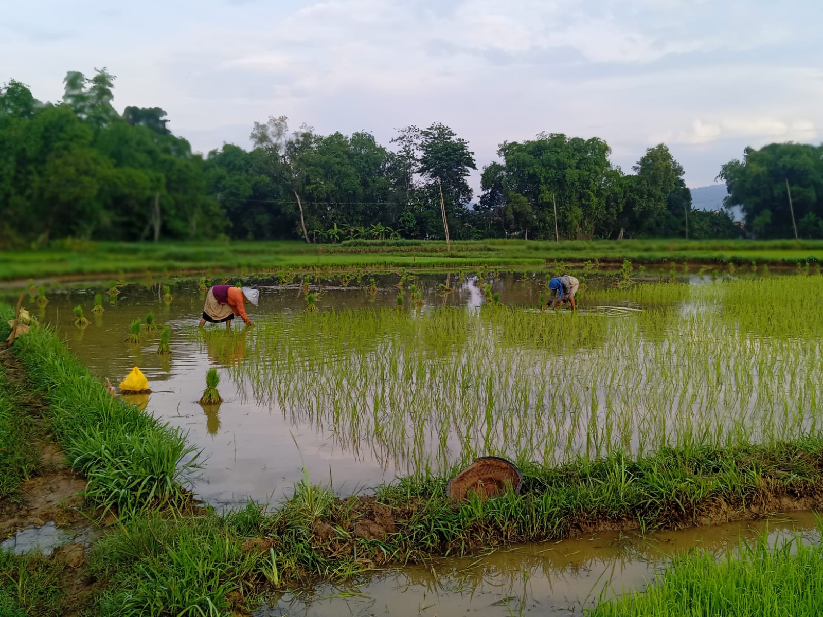 PPL Tak Sesuai, 180 Desa Hanya Ditangani 71 Penyuluh