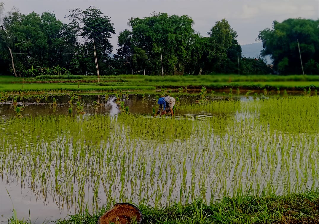 Sudah Pergantian Tahun, Manfaat Kartu Tani Masih Tidak Jelas