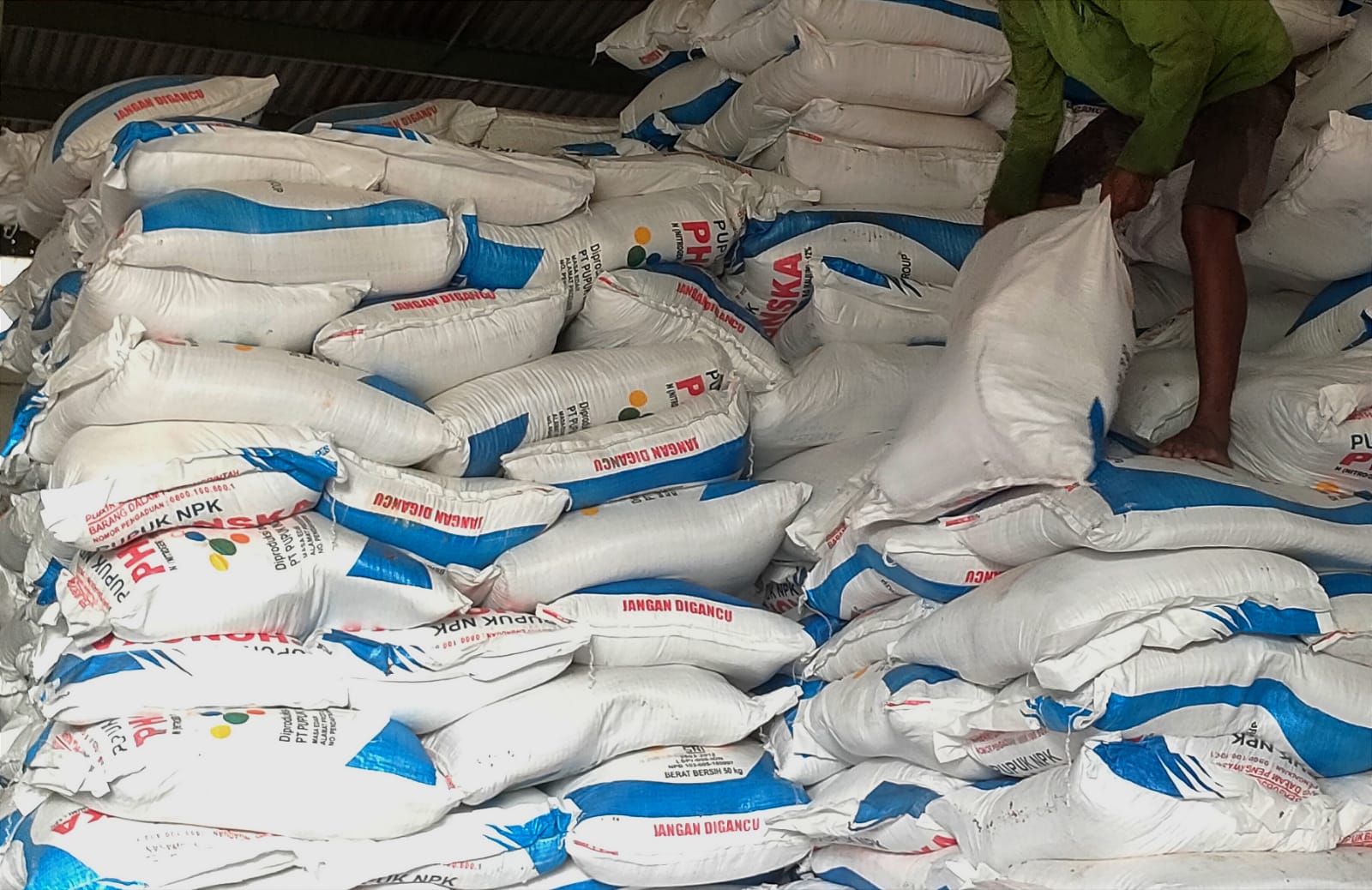 Pendistribusian Pupuk Amburadul, Disperta KP Kelimpungan