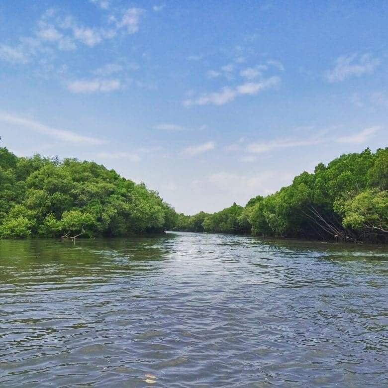 Mitos penghuni Bentar Alam dan Pesona Hutan Bakau