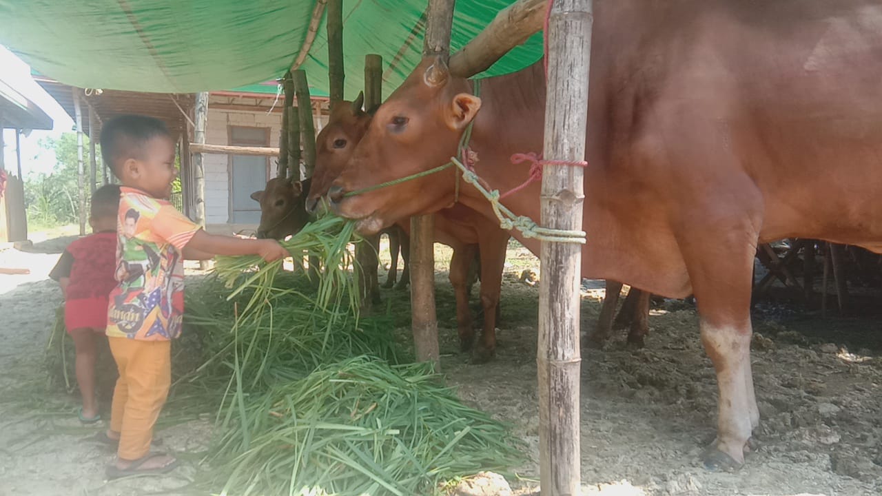 Bentuk Kerakter Anak Sebagai Pembisnis Ternak Sapi Sejak Dini