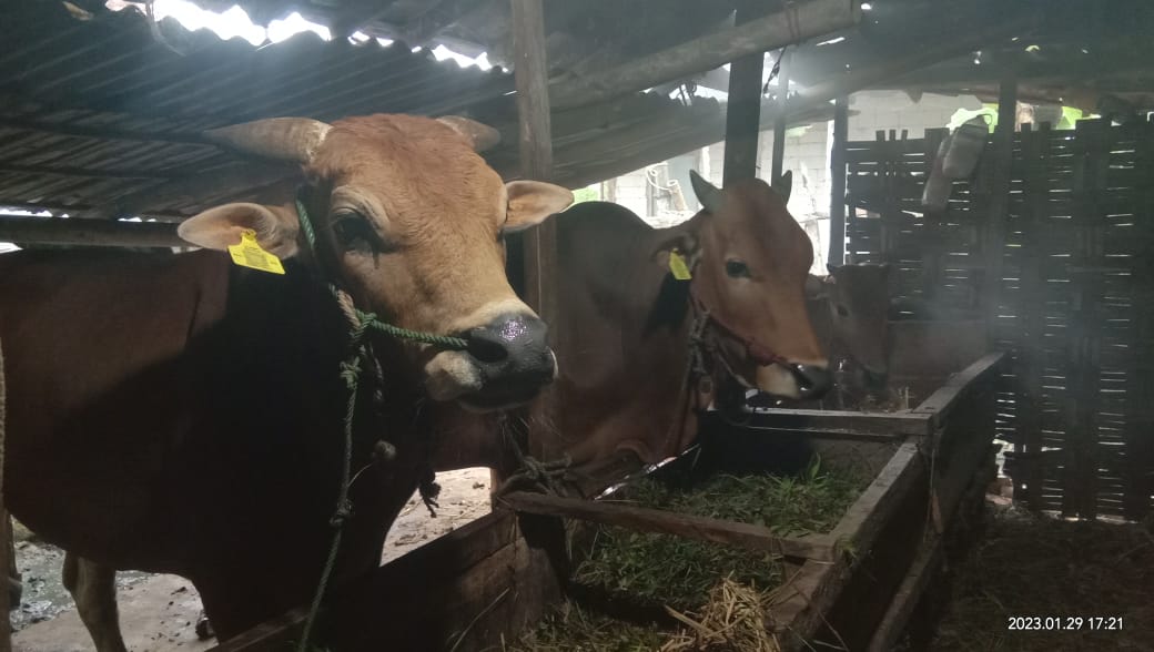 Nestapa Pedagang Sapi Saat Regulasi Tidak Pro Rakyat