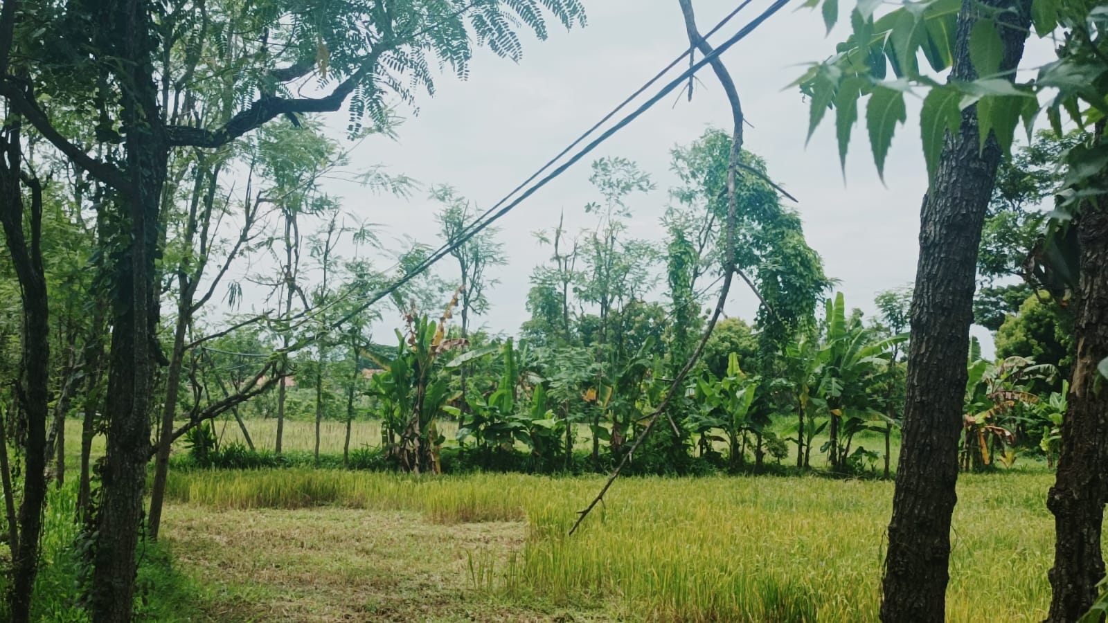 Bahaya, Tiang Listrik Hampir Roboh Sampai Kabel Menggelantung Pihak PLN Diam