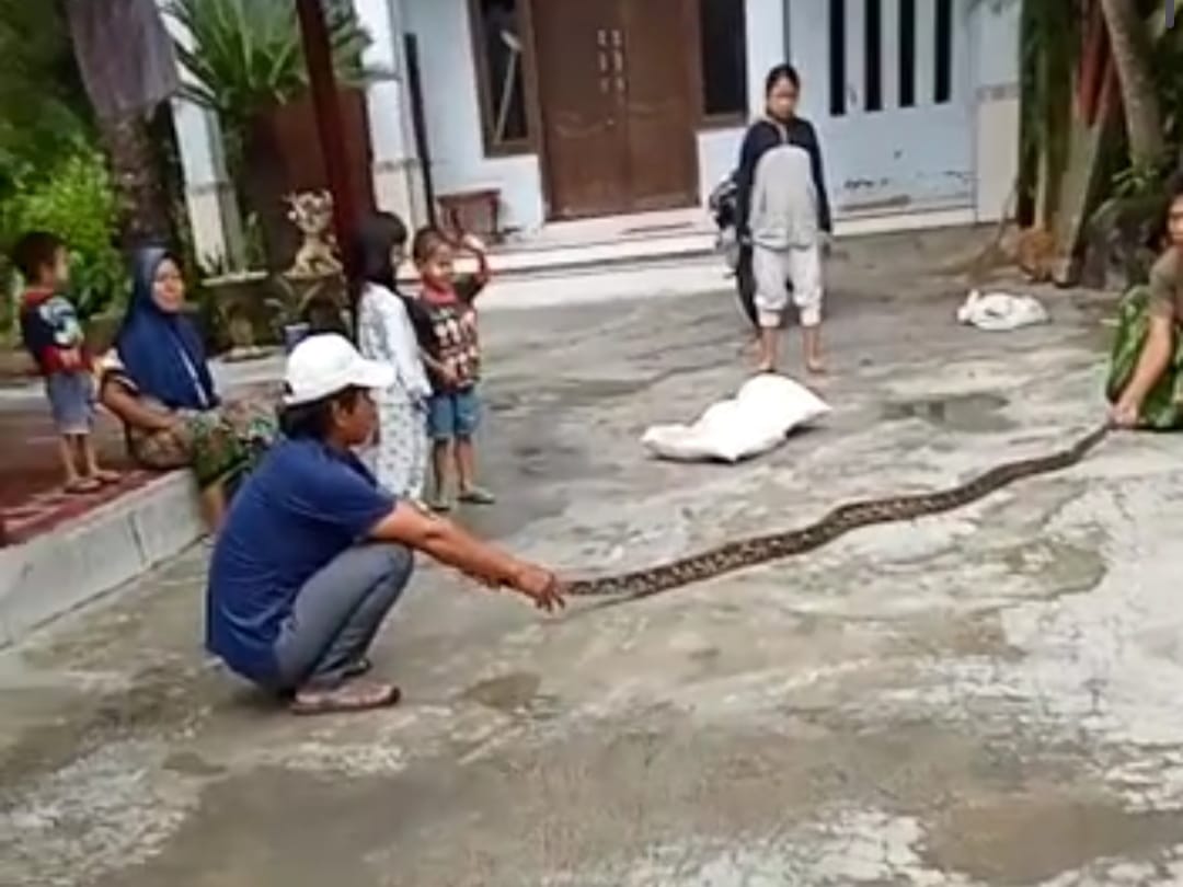 Makan Ayam Peliharaan Warga, Ular Sanca 3,5 Meter Ditangkap
