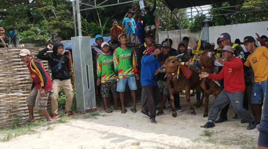 Is Back, Tim Bojoku Nakal Kerapan Sapi Kembali Adu Kecepatan di Event Gus Muhaimin Cup