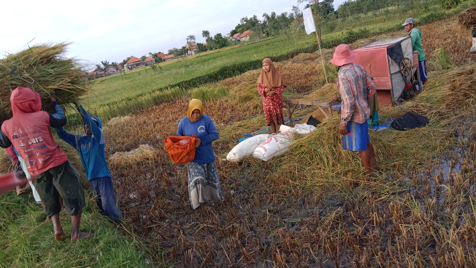 Musim Padi Panen Raya, Harga Beras Naik di Sampang