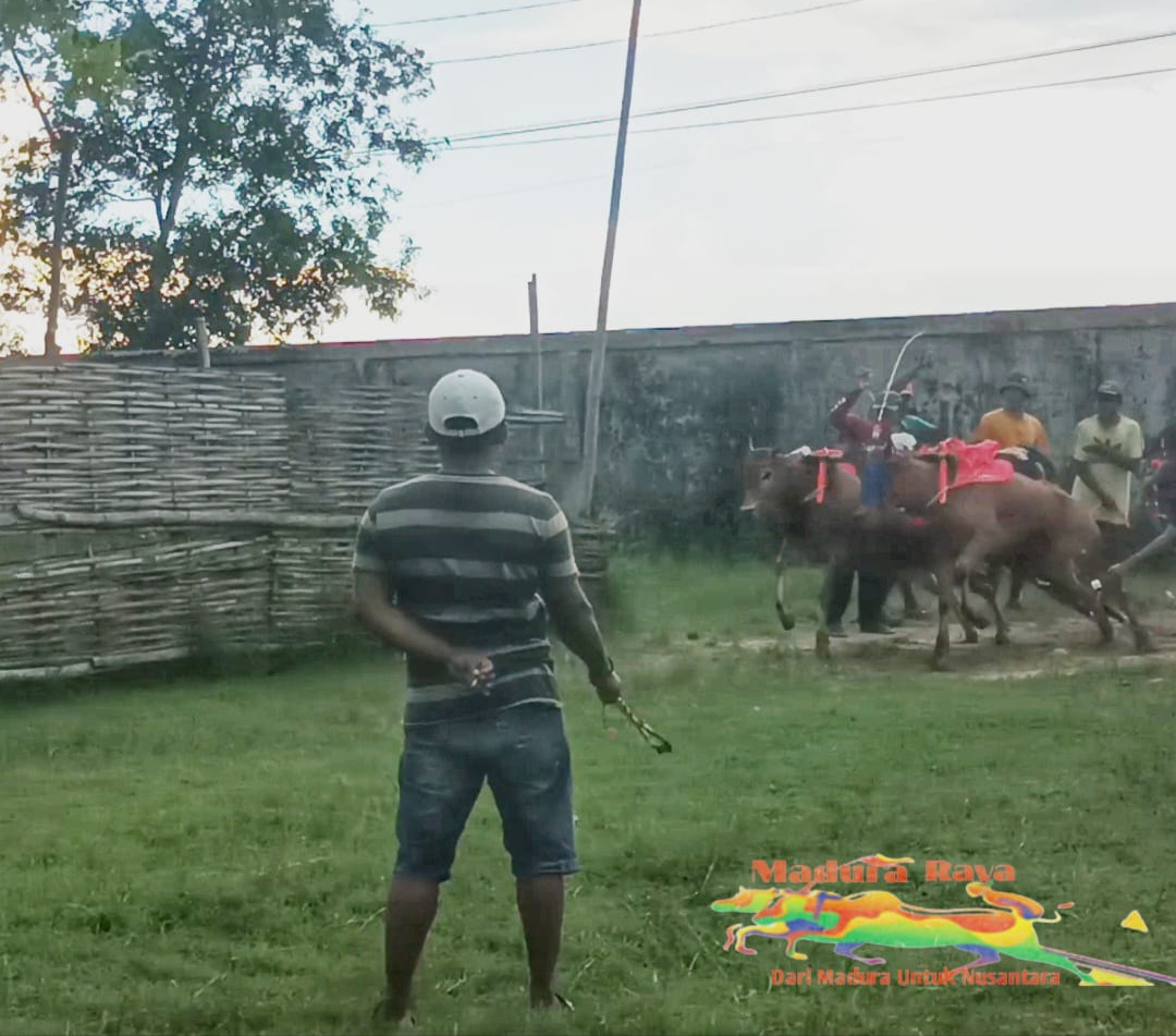Jelang Ajang Anniversary Kerapan Sapi, Pengerap Sapi Latihan Fisik Lebih Intens