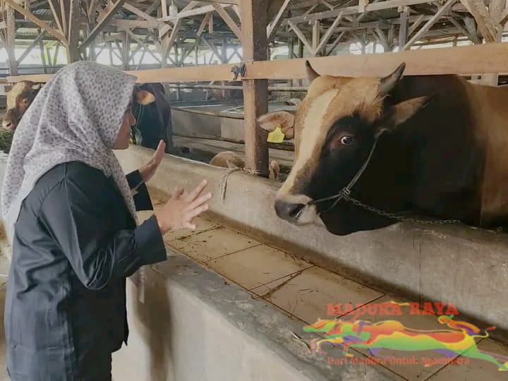 Adanya Penyakit LCD, Pedagang Hewan Tidak Terpengaruh Penjualan Harga