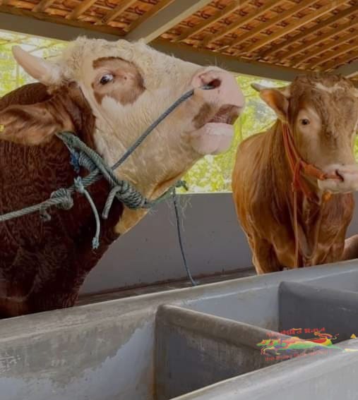 Hari Raya Idul Adha 1444 H jatuh pada Kamis 29 Juni 2023