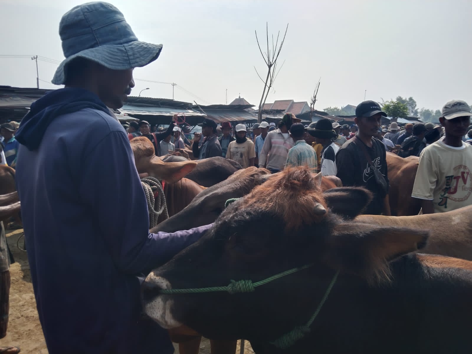 Jelang Idul Adha 2024 Harga Sapi Terpantau Diprediksi Mengalami Kenaikan