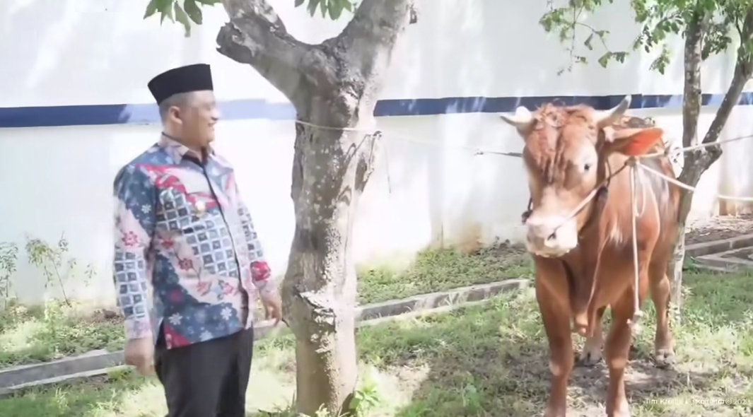Terlilit Hutang, Anggaran Sapi Kurban Idul Adha Ditiadakan