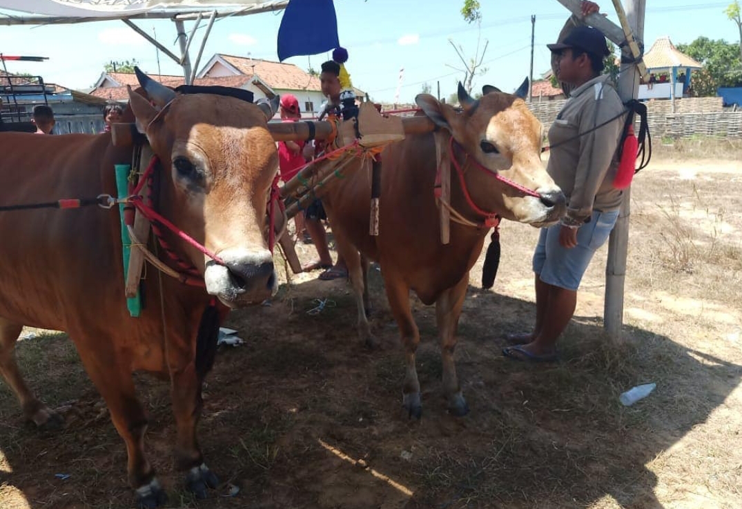 Kerapan Sapi Eks Kewedanan Kecamatan Sampang Tetap Tidak Ada Seleksi