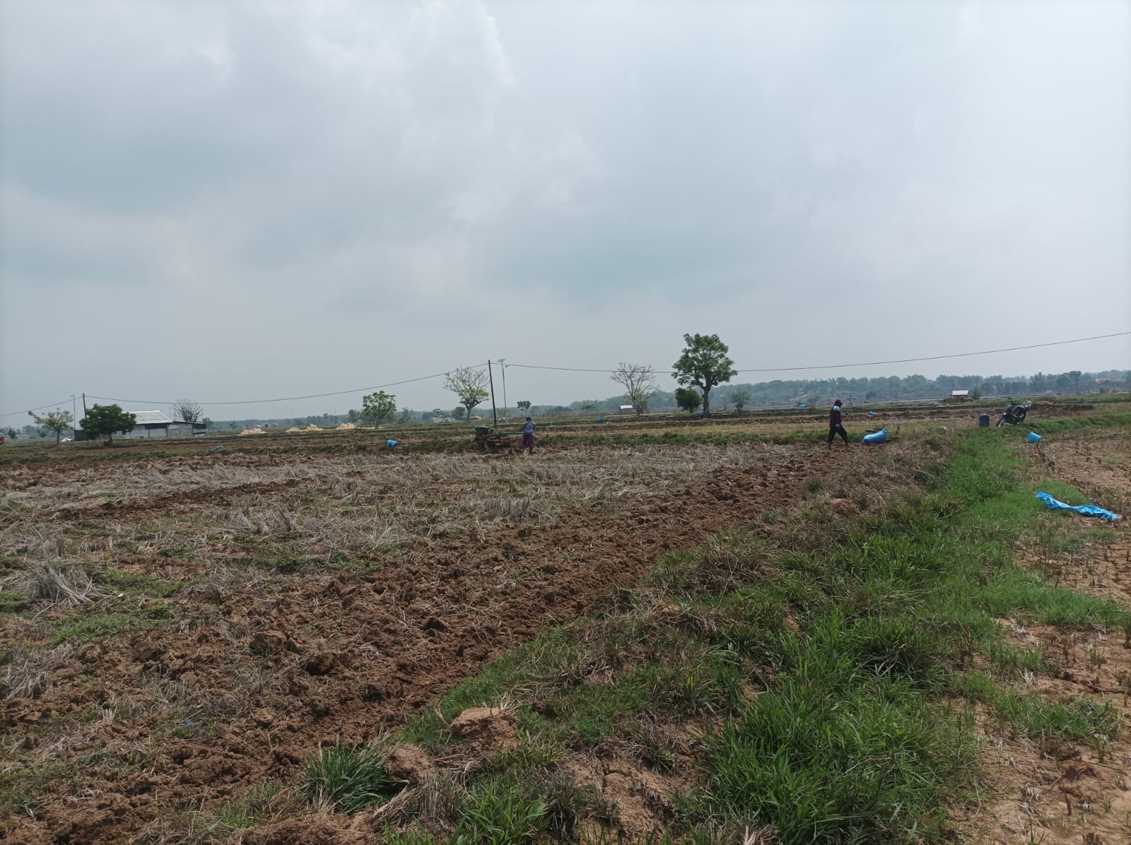 Hama Burung Pipit Hantui Petani di Sampang Jelang Pergantian Tahun