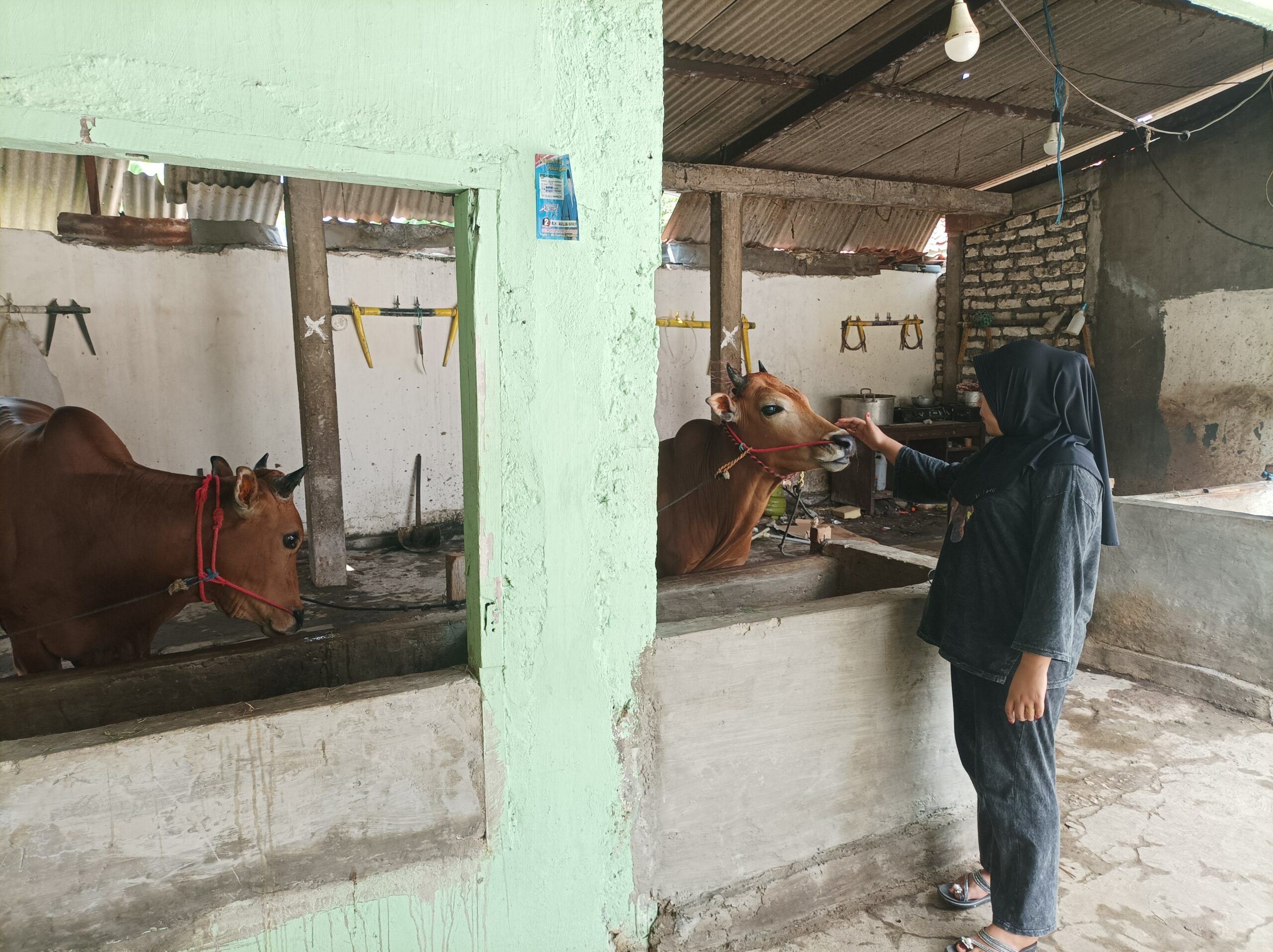 Penyakit LSD Masih Mengancam Hewan Ternak di Sampang, Tercacat 226 Kasus di 2024