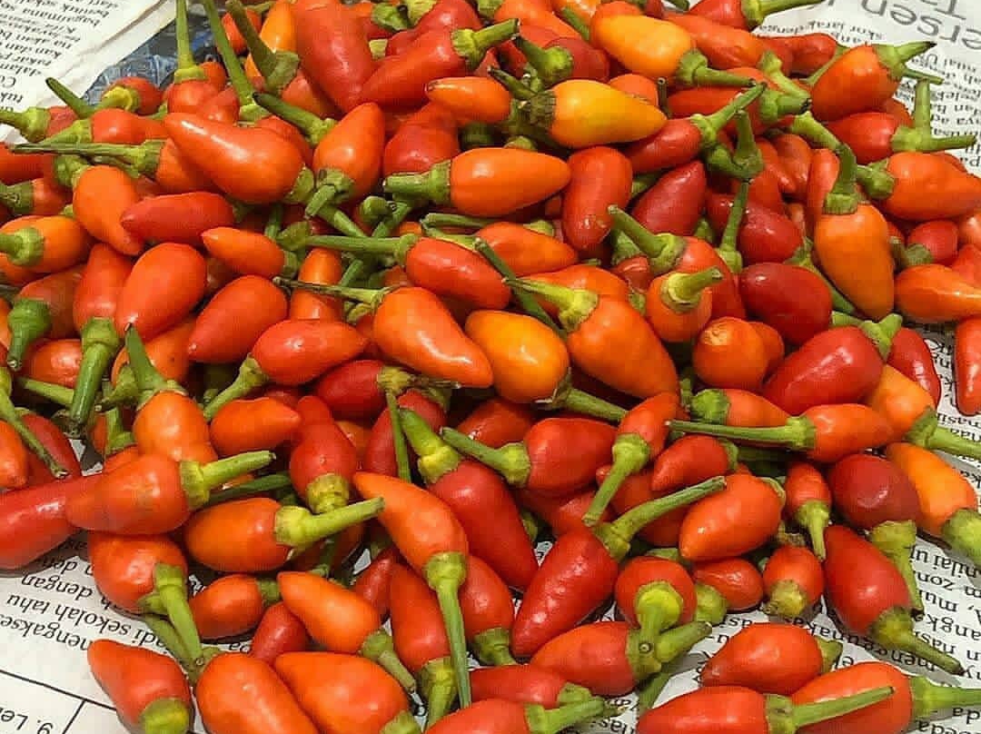 Stok Habis, Pemicu Tingginya Harga Cabai Rawit di Sampang