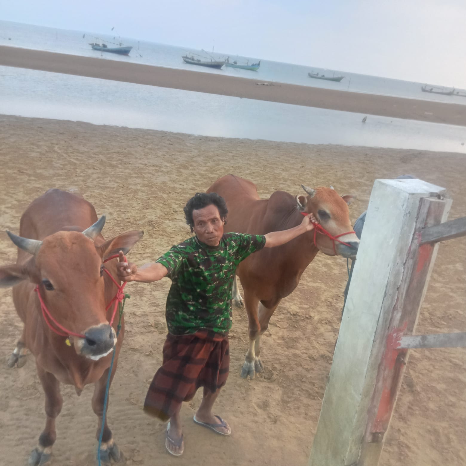 Persiapan Even Bergengsi, Team kerapan Sapi Bojoku Nakal No Ribet Fisik ke Pantai Damar Wulan