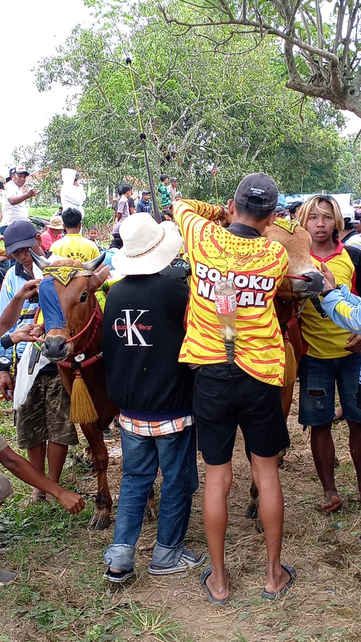 Laskar Trunojoyo Team Kerapan Sapi Bojoku Nakal, Ngabuburit Sambil Latihan