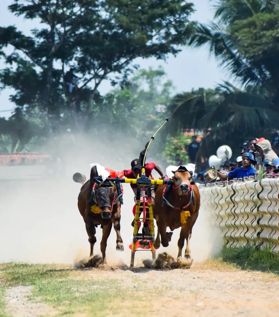 Tampil di Kapolres Cup, Tim Kerapan Sapi Bojoku nakal Siap Kasih Kejutan