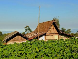 Tembakau Murah, Jeritan Petani Sampang Tak Terdengar