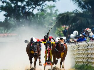 Rebut Tiket Piala Presiden, Sapi Terbaik Sampang Siap Beradu di Lapangan Mitra Cendana Gulbung