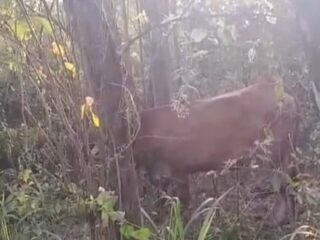 Pencurian Sapi Marak di Sampang, Warga Resah Keamanan Desa Longgar