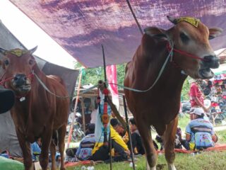 Anggaran Minim, Karapan Sapi Dinilai Belum Sejalan dengan Ikon Sampang