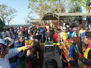 24 Deretan Jawara Kerapan Sapi Madura Resmi Lolos, Tim Bojoku Nakal Bidik Tahta Juara Piala Presiden