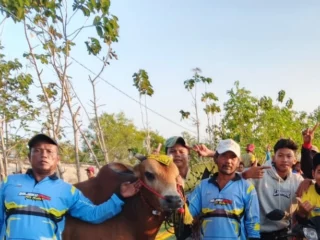 Tim Kerapan Sapi Bojoku Nakal saat juara di lapangan Mitra Cendana