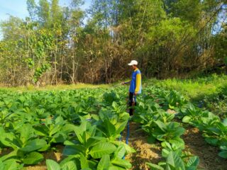 Kementan Dorong Regenerasi Petani, Sampang Jadi Percontohan Brigade Pangan Nasional