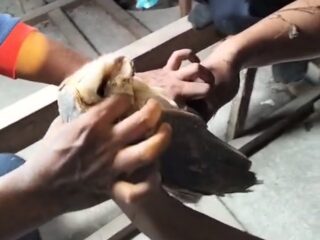 Burung Hantu Bikin Geger Warga Jrengik, Damkar Evakuasi Tujuh Ekor di Atap Rumah