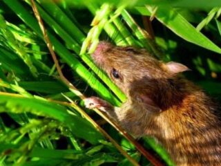 Bibit Padi Diserbu Tikus: Petani Sampang Panik Hadapi Ancaman Gagal Musim