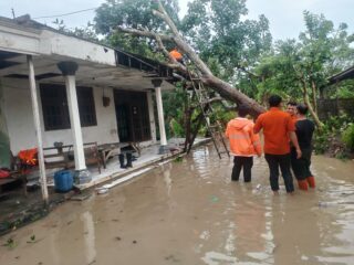 Caption Foto: Petugas BPBD Sampang bersama unsur TNI, Polri, dan warga setempat melakukan evakuasi pohon tumbang yang merusak rumah warga di Kecamatan Jrengik setelah hujan deras disertai angin kencang mengguyur wilayah tersebut, Selasa (02/11/2025).