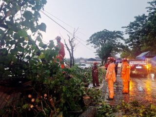 Caption Foto: Petugas BPBD Kabupaten Sampang bersama TNI, Polri, dan warga melakukan evakuasi serta pemotongan pohon waru yang tumbang akibat angin kencang dan menutup akses Jl. Raya Camplong, Desa Dharma Camplong.